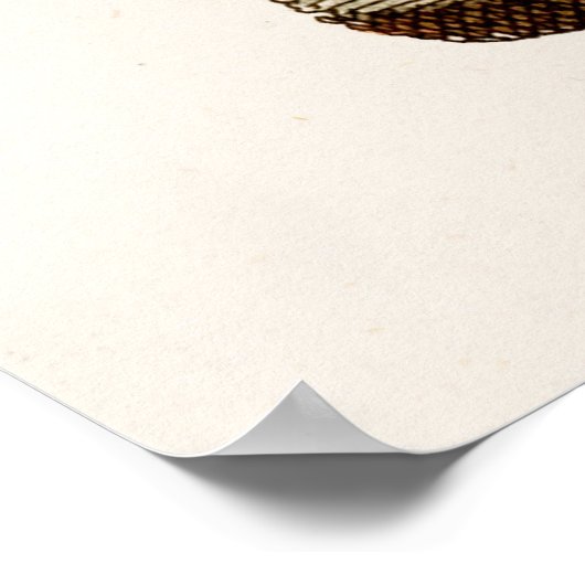  vogelillustratie Dodo Bird 1700s Dodo Birds Poster (Hoek)