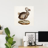  vogelillustratie Dodo Bird 1700s Dodo Birds Poster (Thuiskantoor)