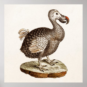  vogelillustratie Dodo Bird 1700s Dodo Birds Poster