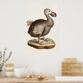 vogelillustratie Dodo Bird 1700s Dodo Birds Poster (Keuken)