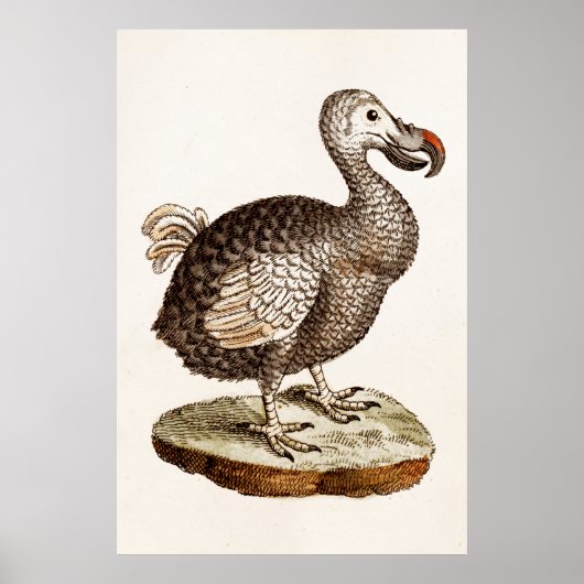 vogelillustratie Dodo Bird 1700s Dodo Birds Poster (Voorkant)