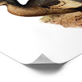  vogelillustratie Dodo Poster (Hoek)