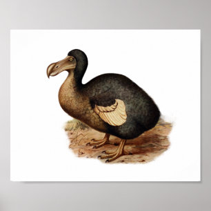 vogelillustratie Dodo Poster