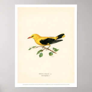 vogelillustratie - Golden Oriole - Poster
