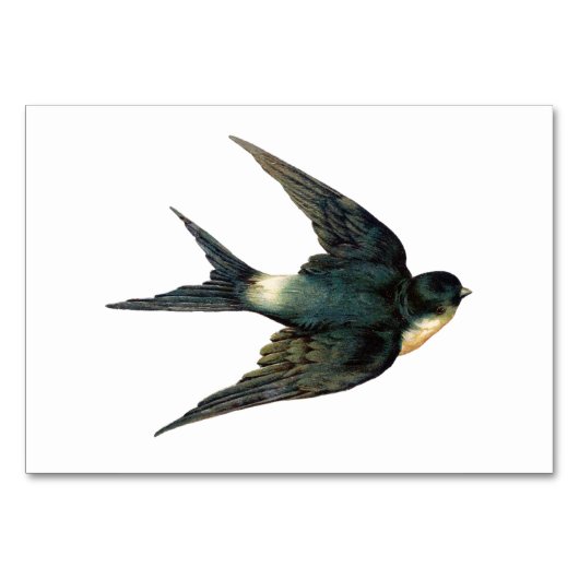  vogelillustratie kaart (Voorkant)