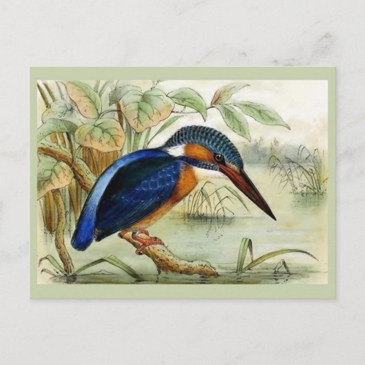  vogelillustratie Kingfisher Briefkaart (Voorkant)