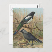 vogelillustratie Magpie en Jackdaw Briefkaart (Voorkant / Achterkant)