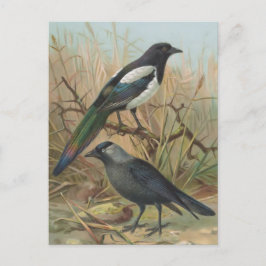 vogelillustratie Magpie en Jackdaw Briefkaart