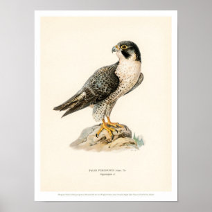 vogelillustratie - Peregrine Falcon Poster