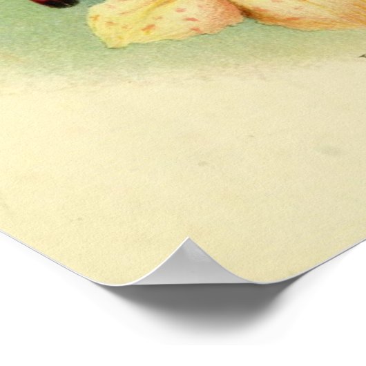 vogelillustratie poster (Hoek)