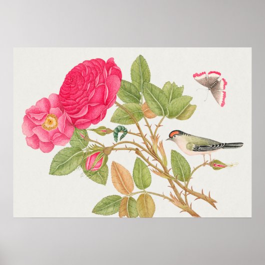  vogelillustratie poster (Voorkant)