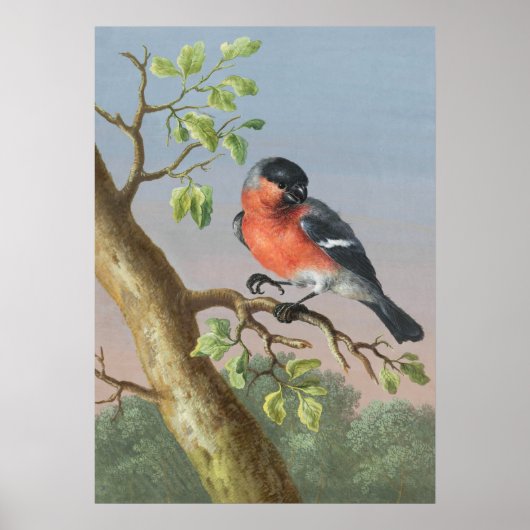 vogelillustratie poster (Voorkant)