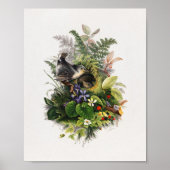  vogelillustratie poster (Voorkant)