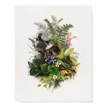 vogelillustratie