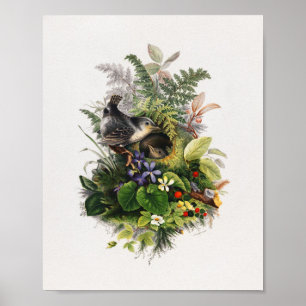 vogelillustratie poster