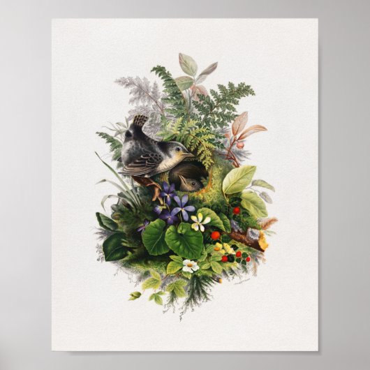  vogelillustratie poster (Voorkant)