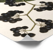  vogelillustratie poster (Hoek)