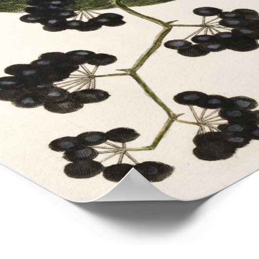 vogelillustratie poster (Hoek)