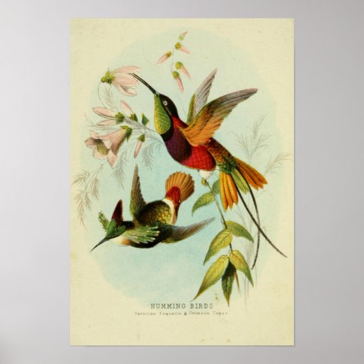  vogelillustratie poster (Voorkant)