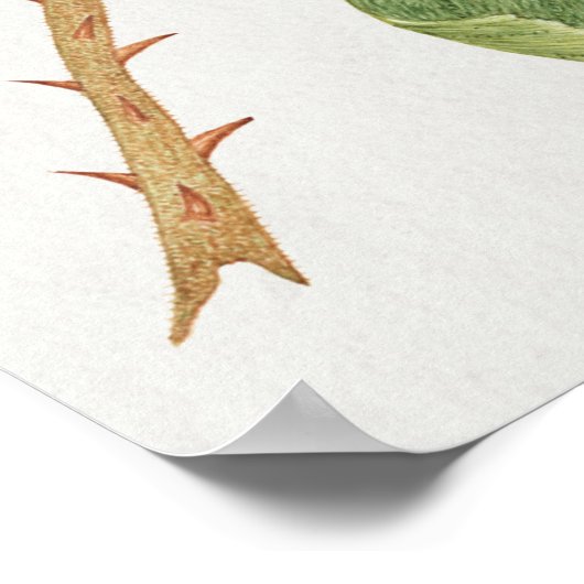  vogelillustratie poster (Hoek)