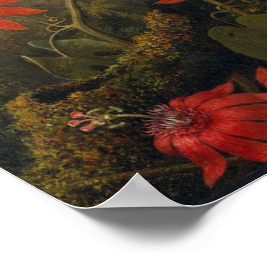  vogelillustratie poster (Hoek)