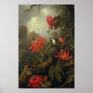 vogelillustratie poster