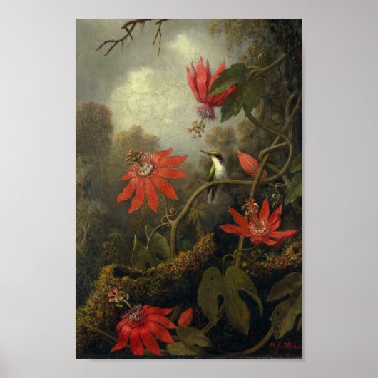  vogelillustratie poster (Voorkant)