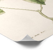  vogelillustratie poster (Hoek)