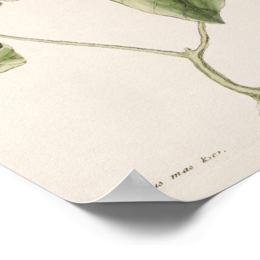  vogelillustratie poster (Hoek)