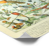  vogelillustratie poster (Hoek)