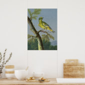  vogelillustratie poster (Keuken)