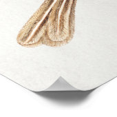  vogelillustratie poster (Hoek)