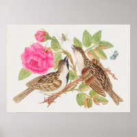  vogelillustratie