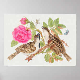vogelillustratie poster