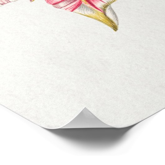  vogelillustratie poster (Hoek)