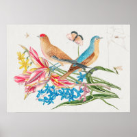  vogelillustratie
