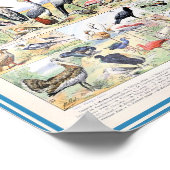  vogelillustratie poster (Hoek)