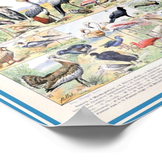  vogelillustratie poster (Hoek)