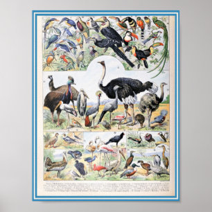 vogelillustratie poster
