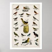  VOGELILLUSTRATIE POSTER 1820 (Voorkant)