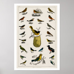 VOGELILLUSTRATIE POSTER 1820