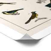  VOGELILLUSTRATIE POSTER 1820 (Hoek)