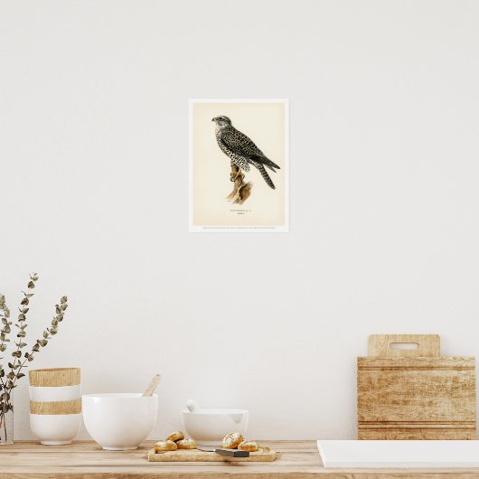  vogelillustratie - Poster Gyr Falcon (Keuken)