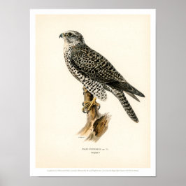  vogelillustratie - Poster Gyr Falcon