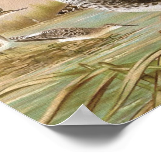  vogelillustratie "Sandpipers" Poster (Hoek)