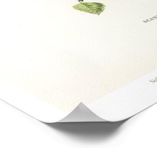  vogelillustratie - Siskin Poster (Hoek)