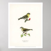  vogelillustratie - Siskin Poster (Voorkant)