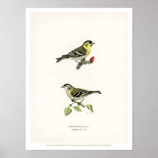  vogelillustratie - Siskin Poster (Voorkant)