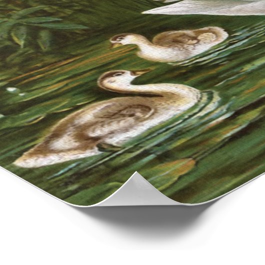  vogelillustratie "Whooper Swan" Poster (Hoek)