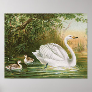 vogelillustratie "Whooper Swan" Poster